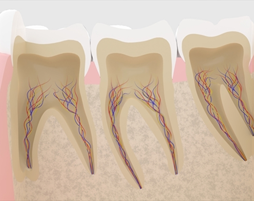 歯の構造と根管の役割